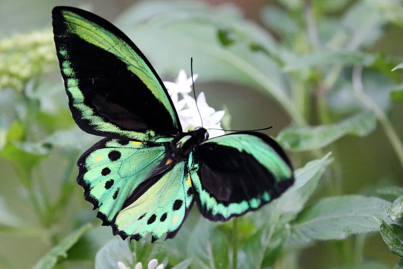 Ornithoptera euphorionケアンズトリバネアゲハ Ornithoptera euphorionケアンズトリバネアゲハ