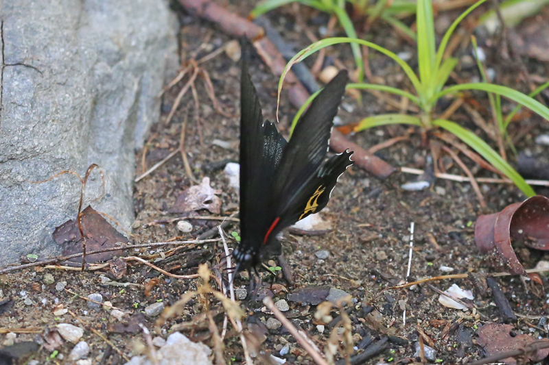 【1ペア】アケロンアゲハ（ボルネオ島産） Papilio acheronアケロンアゲハ