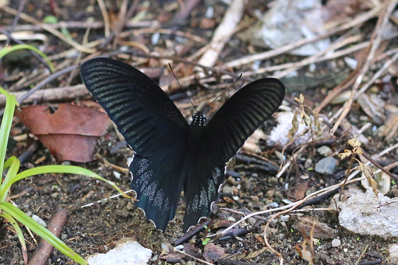 Papilio acheronアケロンアゲハ