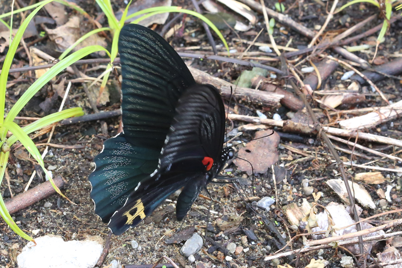 Papilio acheronアケロンアゲハ