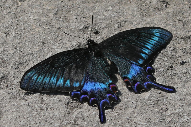 □タイワンカラスアゲハ♂(Papilio dialis)/貴州省.徳江県産