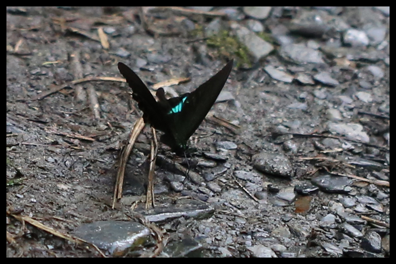 Papilio hermosanusルリモンアゲハ