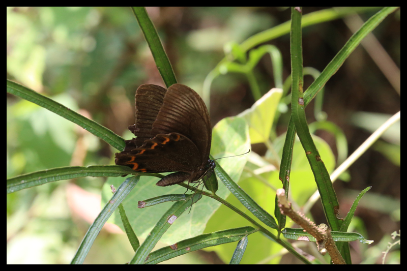 Papilio hermosanusルリモンアゲハ