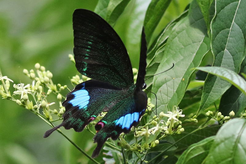 【蝶標本】Papilio dialis 海南島亜種！ 激レア o0600048015538663151.jpg?caw=800