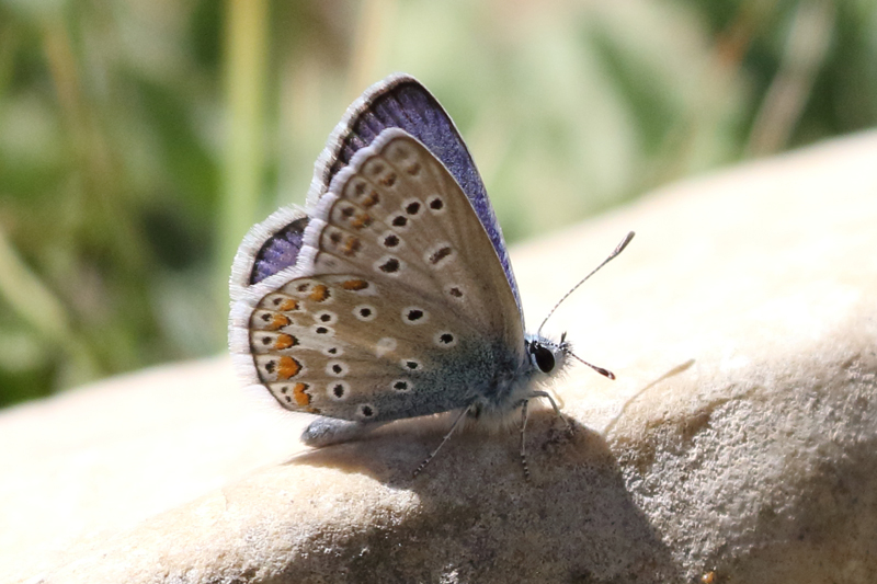 イカルスウスルリシジミPolyommatus icarus