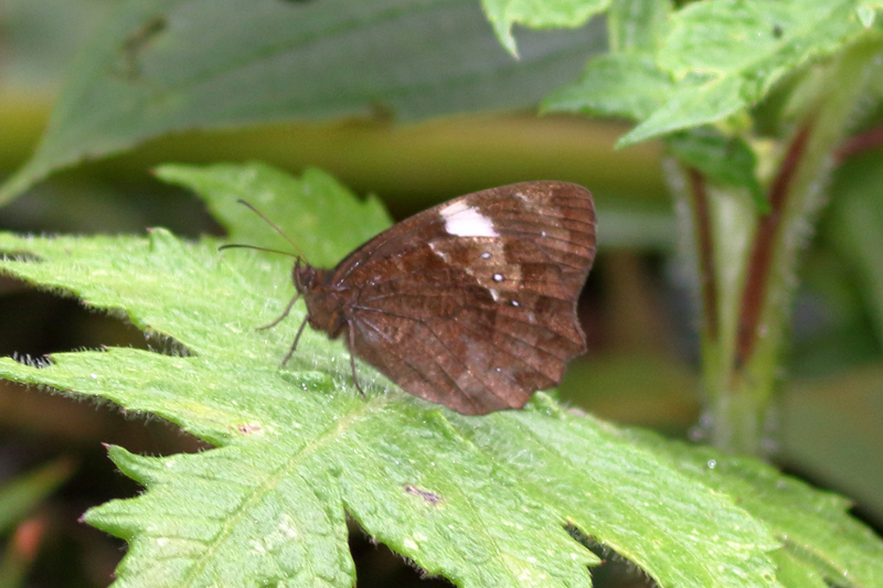 Pedaliodes peucestasペウケスタスジャノメ