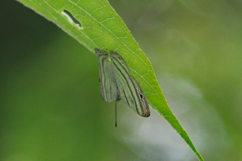 Leucochimona lagoraラゴラシジミタテハ